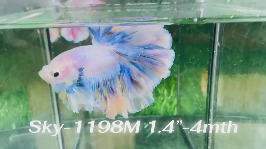 Live Male Betta Fancy Blue Grizzle Halfmoon Rosetail (Sky-1198) S064 High quality what you see what you get!!