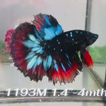 Live Male Betta Red Black Galaxy Avatar Halfmoon (Sky-1193) High quality what you see what you get!!