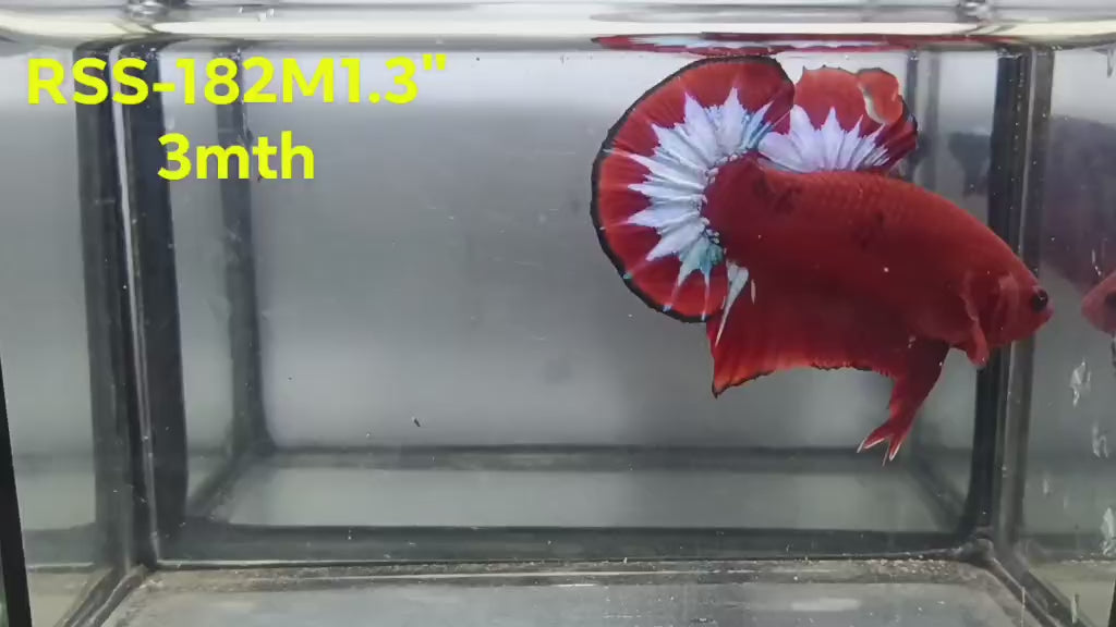 Live Male Betta Fancy Red Hellboy Startail Plakat (RSS-182)High quality what you see what you get!!