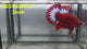 Live Male Betta Fancy Red Hellboy Startail Plakat (RSS-182)High quality what you see what you get!!