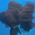 Thai Jumbo Full Black 4” Body Male (NKT-CK-1586)BLUETUB-B