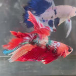 Live Male Betta Red Galaxy Koi Over Halfmoon (TNK-A120) High quality What you see What you get!!