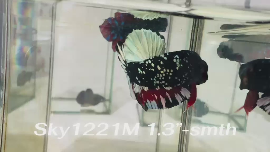 Live Male Betta Black Copper Galaxy Stardust Plakat (Sky-1221) High quality What you see What you get!!