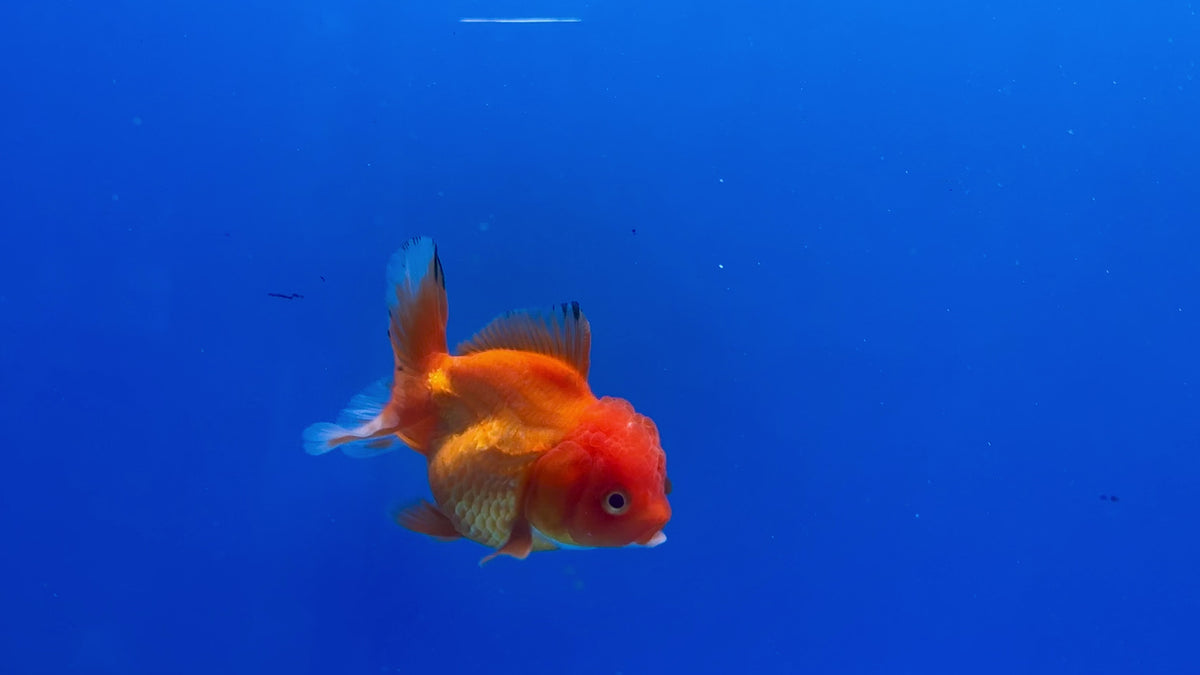 Thai Oranda Red 2.5" Body FeMale (Lux-07)R3B15