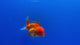 Thai Oranda Red 2.5" Body FeMale (Lux-07)R3B15