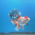 Thai Oranda Red Cap White Sakura 2.5” Female(FEB-678)R3B01