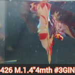 Live Male Betta Galaxy Nemo Plakat (JUB-426) What you see What you get!