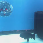 Thai Ranchu Super Black 2.5” Female(FEB-669)R3B03