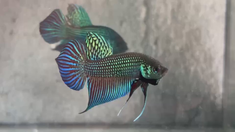 Live Male Betta Green Original Mahachai Wild Plakat (BID-201) High quality What you see What you get!!