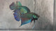 Live Male Betta Green Original Mahachai Wild Plakat (BID-201) High quality What you see What you get!!