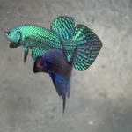 Live Male Betta Blue Alien Hybrid Wild Plakat (BID-145)S197 High quality what you see what you get!!