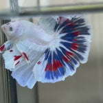 Live Male Betta Fancy Marble Halfmoon (TNK-329) High quality what you see what you get!!