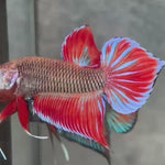 Live Male Betta Fantasy Red Splendens Hybrid Wild Plakat (BID-147)S117 High quality what you see what you get!!