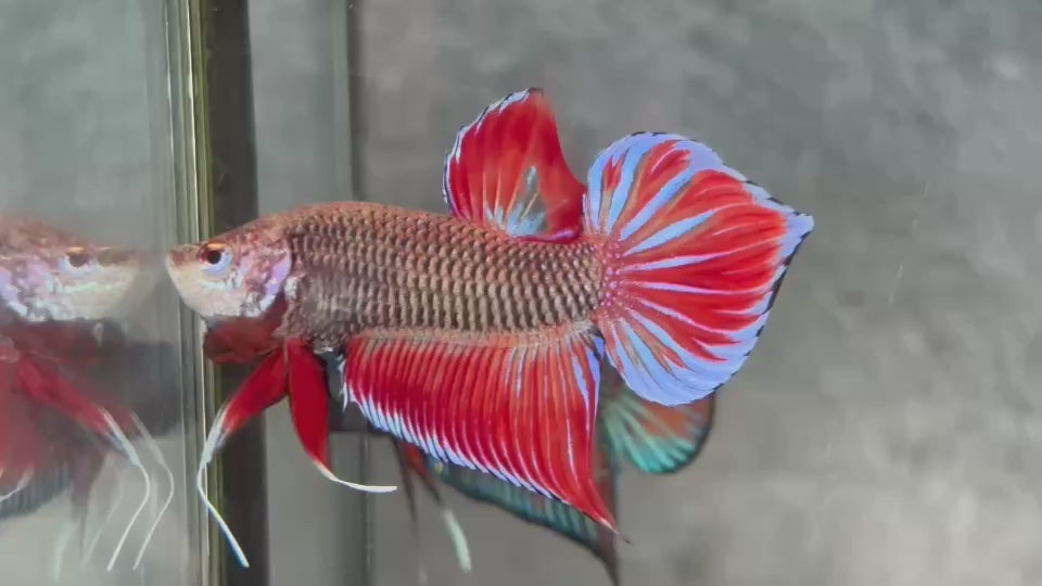 Live Male Betta Fantasy Red Splendens Hybrid Wild Plakat (BID-147)S117 High quality what you see what you get!!