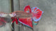Live Male Betta Fantasy Red Splendens Hybrid Wild Plakat (BID-147)S117 High quality what you see what you get!!