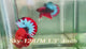 Live Male Betta Fancy Red Hellboy Startail Plakat (Sky-1287)S360 High quality What you see What you get!!