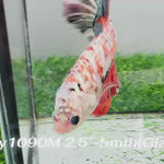 Live Male Betta Orange Galaxy Koi Giants Plakat (Sky-1090)S375 High quality What you see What you get!!