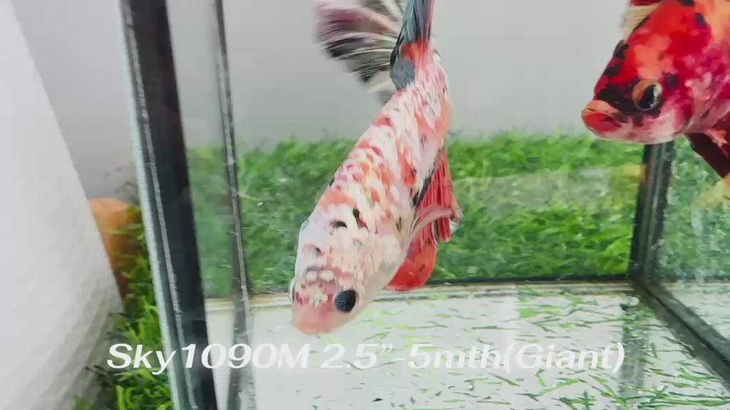 Live Male Betta Orange Galaxy Koi Giants Plakat (Sky-1090) High quality What you see What you get!!