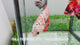 Live Male Betta Orange Galaxy Koi Giants Plakat (Sky-1090) High quality What you see What you get!!