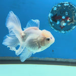 Thai Fancy white Oranda 3 inch body LLL