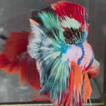 Live Male Betta Fancy Marble Three colors Over Halfmoon (TNK-A656)S179 High quality what you see what you get!!