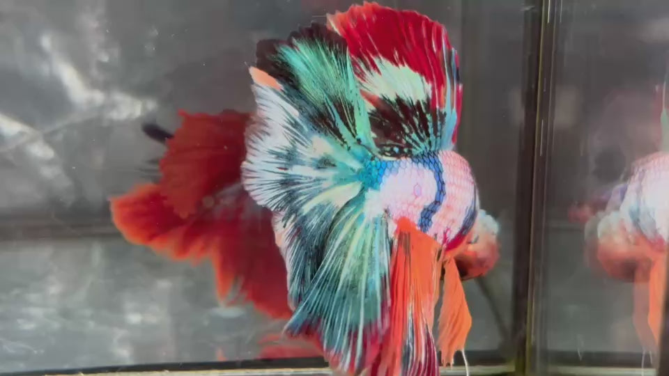Live Male Betta Fancy Marble Three colors Over Halfmoon (TNK-A656) High quality what you see what you get!!
