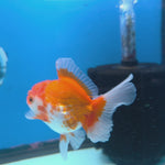 Thai Oranda White & Red 2.5” Female(FEB-673)R3B01