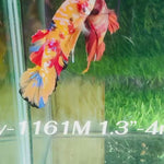 Live Male Betta Candy Nemo Plakat (Sky-1161) High quality what you see what you get!!
