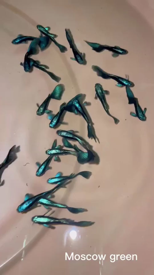 Moscow Green guppy