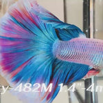 Live Male Betta Fancy Grizzle Pastel colors Halfmoon (Sky-482)High quality what you see what you get!!