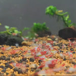 Live Freshwater Aquarium Premium Red Rili Shrimp 10/$30, 20/$50 (Neocaridina sp.)(FS-028)