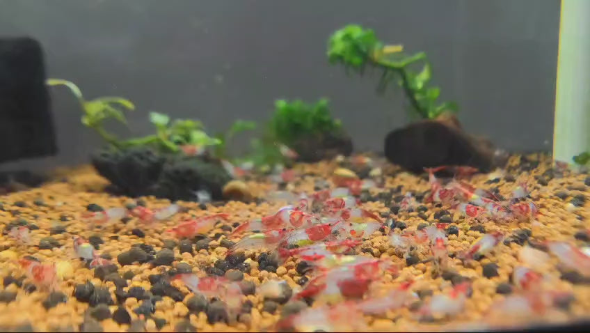Live Freshwater Aquarium Premium Red Rili Shrimp 10/$30, 20/$50 (Neocaridina sp.)(FS-028)