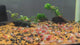 Live Freshwater Aquarium Premium Red Rili Shrimp 10/$30, 20/$50 (Neocaridina sp.)(FS-028)