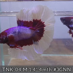 Live Male Betta Violet Salamander Halfmoon (TNK-04)