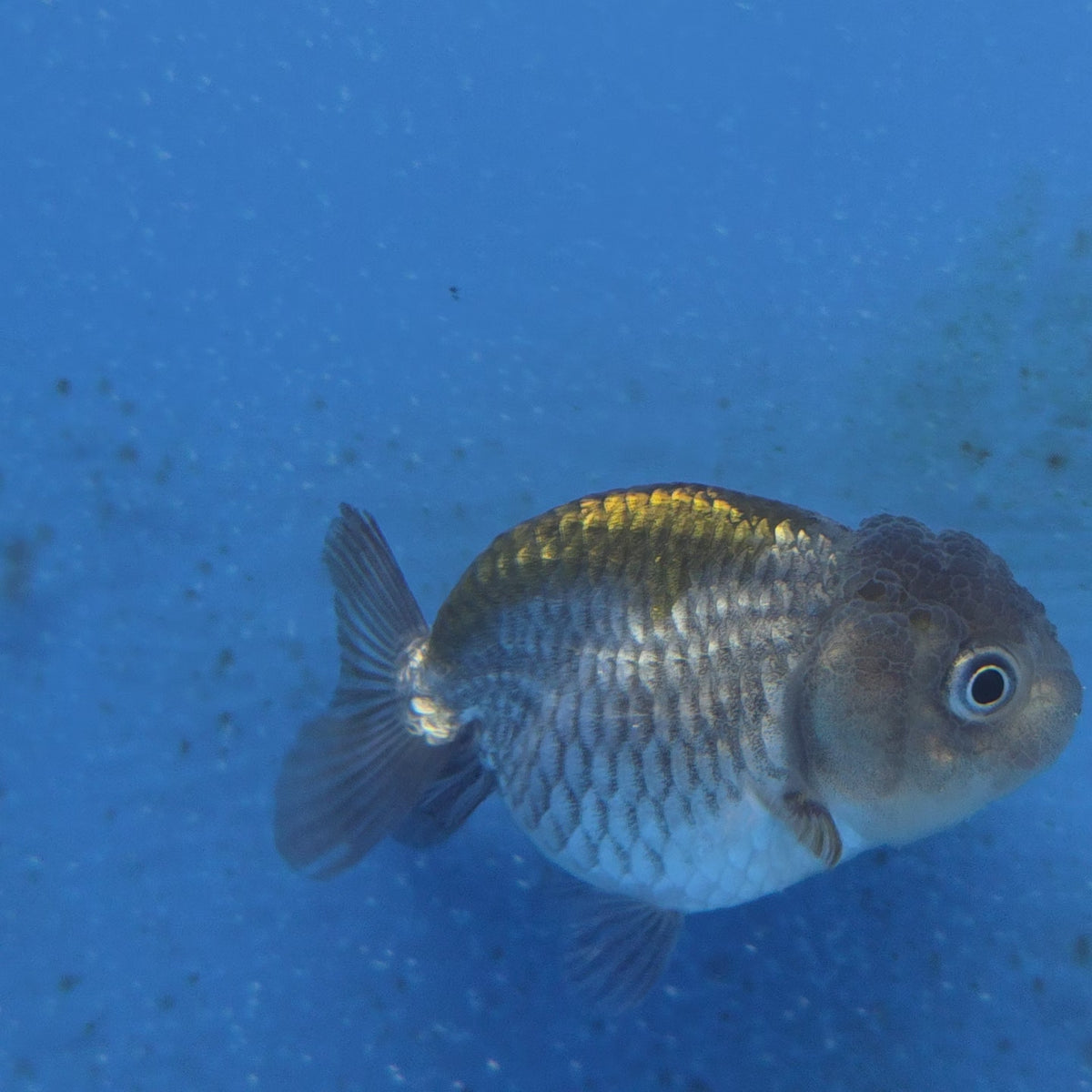 Thai Ranchu Copper Silver Calico 2.50" Body (FEB-876)R2B06