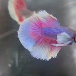 Live Male Betta Fancy Purple Blue Butterfly Dumbo big ear Halfmoon (KSA-A587)High quality what you see what you get!!