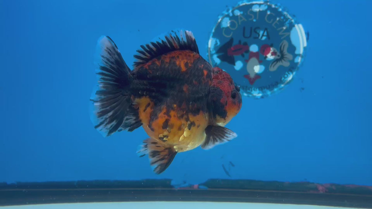 Thai Oranda Calico 3.5” Body Male(CK-1518) ShowTankB✅