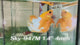Live Male Betta Fancy Yellow Hellboy Startail Plakat (Sky-947) High quality What you see What you get!!