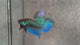 Live Male Betta Green Original Mahachai Wild Plakat (BID-200) High quality What you see What you get!!