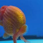 Thai Ranchu JUMBO Red/White 4” Body Male(CK-1554)BLUETUB-A