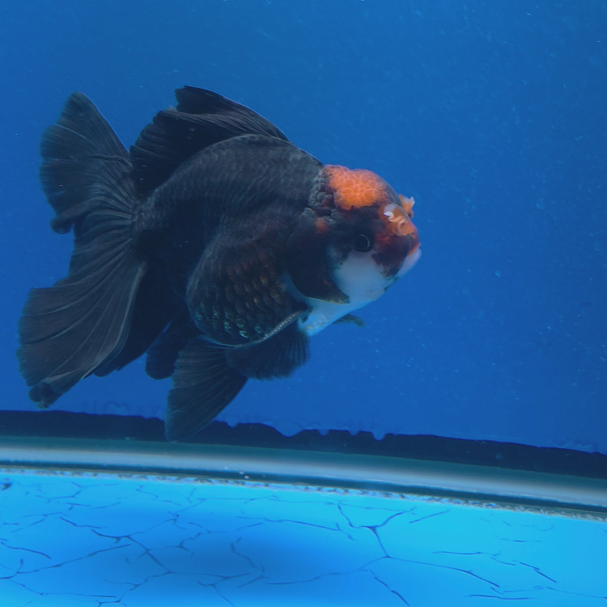 Thai Oranda Red Cap Apache 3.00" Body Male (FEB-791)R1B03