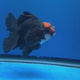 Thai Oranda Red Cap Apache 3.00" Body Male (FEB-791)R1B03