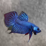 Live Male Betta Blue Alien Hybrid wild Plakat (BID-47) S139 High quality what you see what you get!!