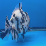 Thai Oranda Tri-Color Tiger 4.5" Male(NKT-CK-1572)BLUETUB-B