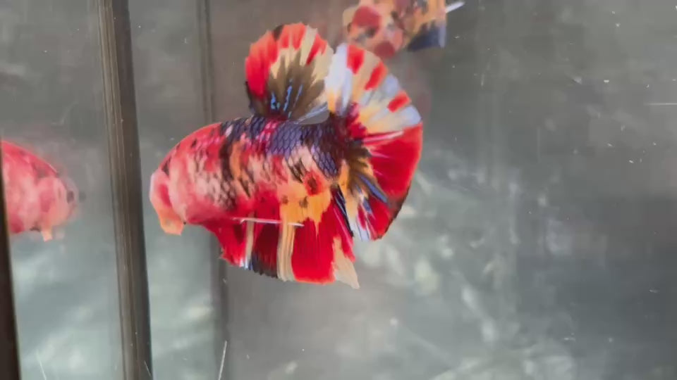 Live Male Betta Red Metallic Koi Giants Plakat (TNK-A834) High quality what you see what you get!!