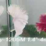 Live Male Betta Platinum White Light colors Halfmoon (Sky-1205) High quality what you see what you get!!