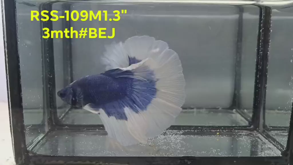 Live Male Betta Blue Butterfly Halfmoon (RSS-109) High quality what you see what you get!!