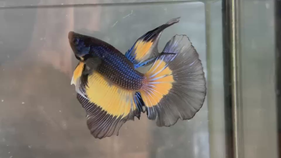 Live Male Betta Black Yellow Mustard Halfmoon (TNK-A805) High quality what you see what you get!!