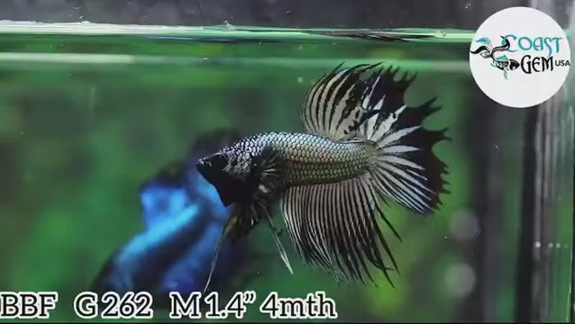 Crowntail Orchid Black Male Betta Our Choice (CBM-1002)