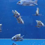 Live Freshwater Cichlid Blue Peacock  (Aulonocara nyassae) (CHD-114)U009